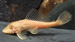 Hypostomus plecostomus gold