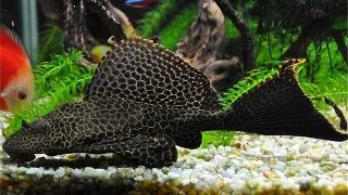 Pterygoplichthys gibbiceps