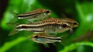 Corydoras pygmaeus