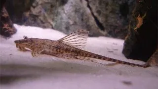Loricaria filamentosa