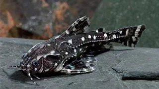 Agamyxis albomaculatus