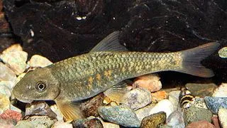 Crossocheilus latius