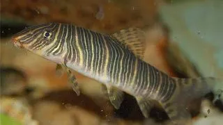 Botia striata European breeding