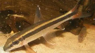 Epalzeorhznchus kallopterus European breeding