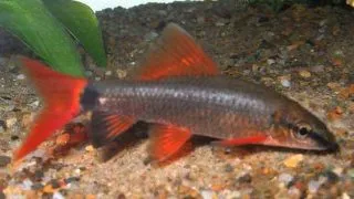 Labeo frenatus