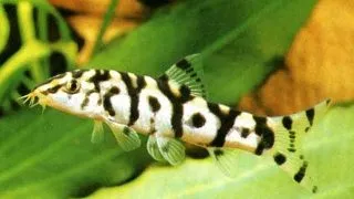 Botia lohachata
