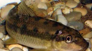 Gyrinocheilus aymonieri