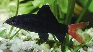 Epalzeorhynchus kallopterus labeo bicolor