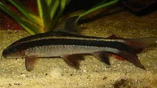 Epalzeorhynchus kallopterus