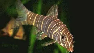 Botia striata