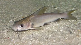 Arius jordani