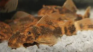 Ancistrus sp. lda 16