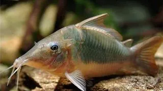 Brochis multiradiatus