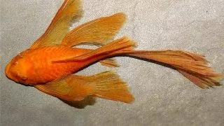 Ancistrus sp. super red long fin