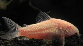 Corydoras aeneus neon albin