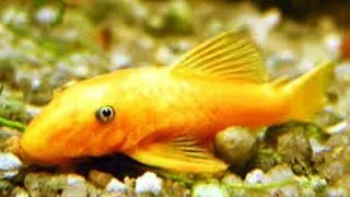 Ancistrus lemon l 144