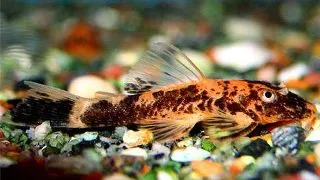 Ancistrus sp. red + black