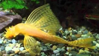Ancistrus sp. gold long fin