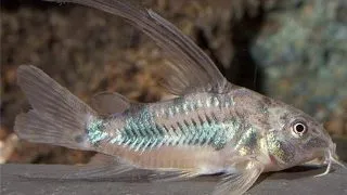 Corydoras aeneus long fin