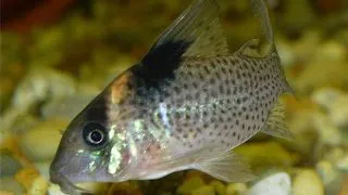 Corydoras agassizii