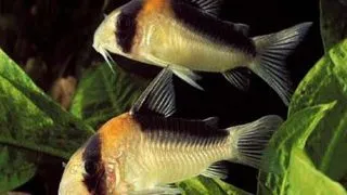 Corydoras adolfoi