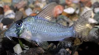 Corydoras cf sychri C53
