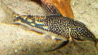 Corydoras barbatus