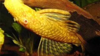 Ancistrus sp. gold