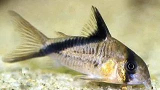 Corydoras melini