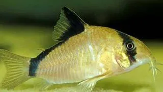 Corydoras metae