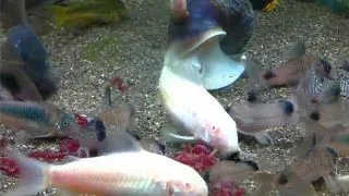 Corydoras mix