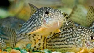Corydoras punctatus