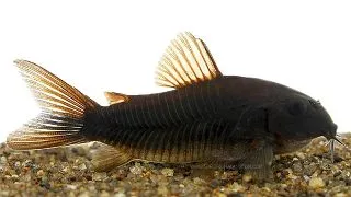 Corydoras sp. black venezuela