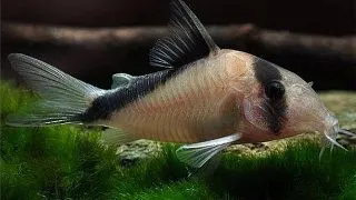 Corydoras davidsandsi