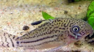 Corydoras trilineatus