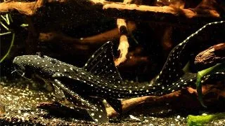 Acanthicus adonis