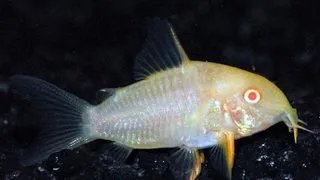 Corydoras sterbai albino
