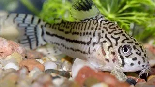 Corydoras reticulatus