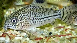 Corydoras julli leopard