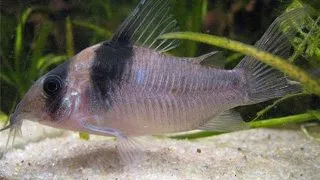 Corydoras virginae