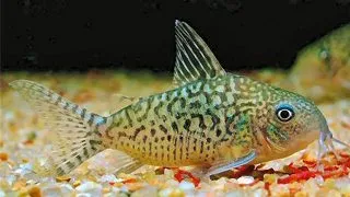 Corydoras sodalis