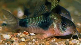 Corydoras weitzmani