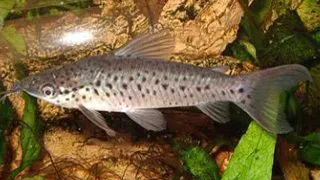 Dianema longibarbis