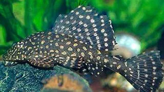 Glyptoperichthys joselimae