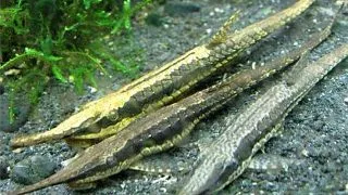 Farlowella acus