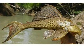 Hypostomus plecostomus