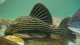 L027 Panaque nigrolineatus