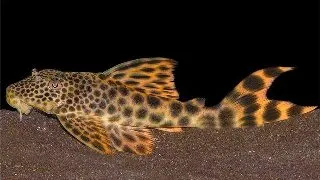 L075 Hyphostomus para-pleco