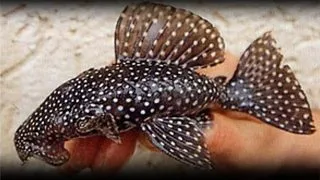 L029 Hypancistrus sp.