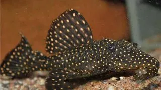 Leporicantus galaxias